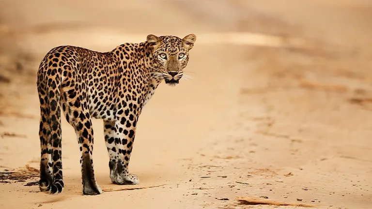 Wilpattu National Park 1