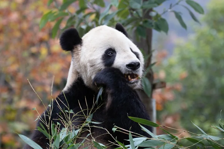 Wolong National Nature Reserve / Giant Panda Sanctuaries 3