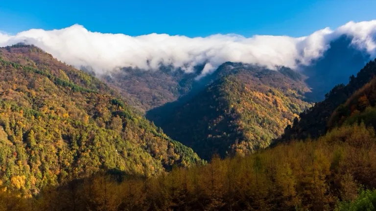 Wolong National Nature Reserve / Giant Panda Sanctuaries 4