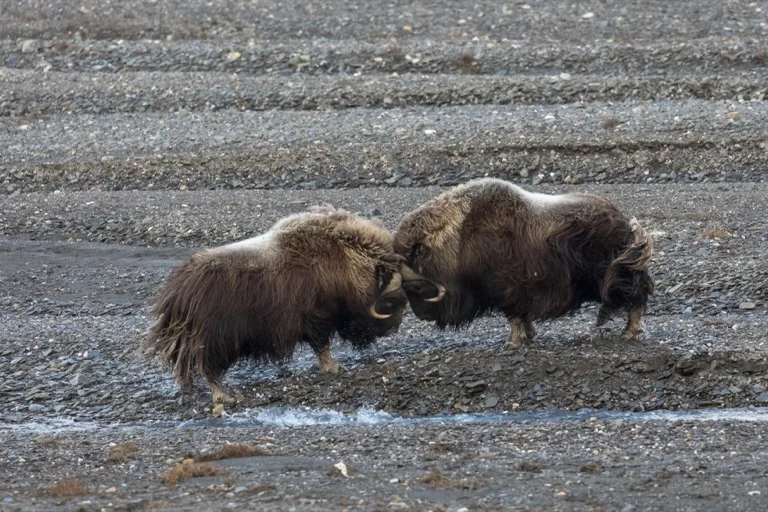 Wrangel Island Nature Reserve 1