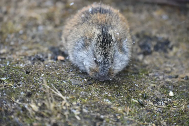 Wrangel Island Nature Reserve 2