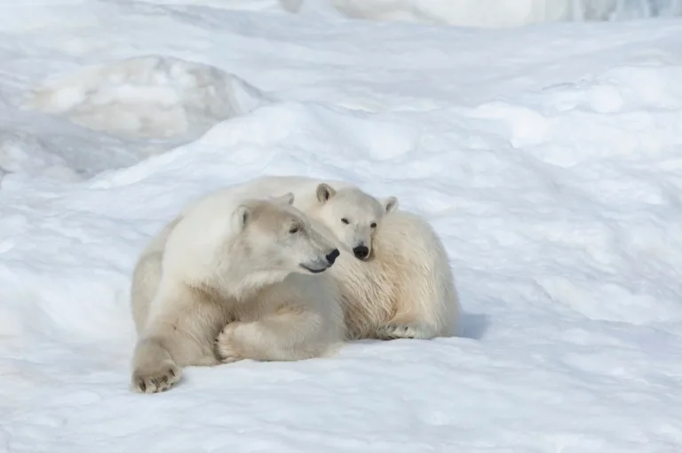Wrangel Island Nature Reserve