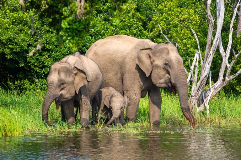 Yala National Park 1