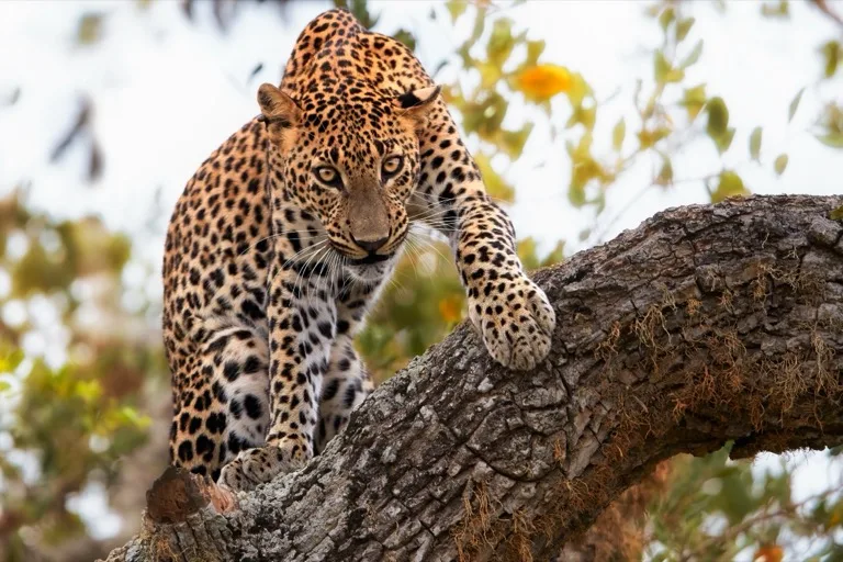 Yala National Park
