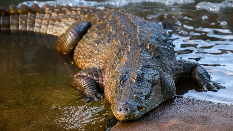 Yala National Park 3