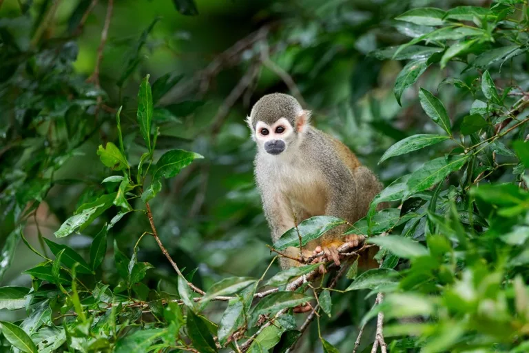 Yasuni National Park 2