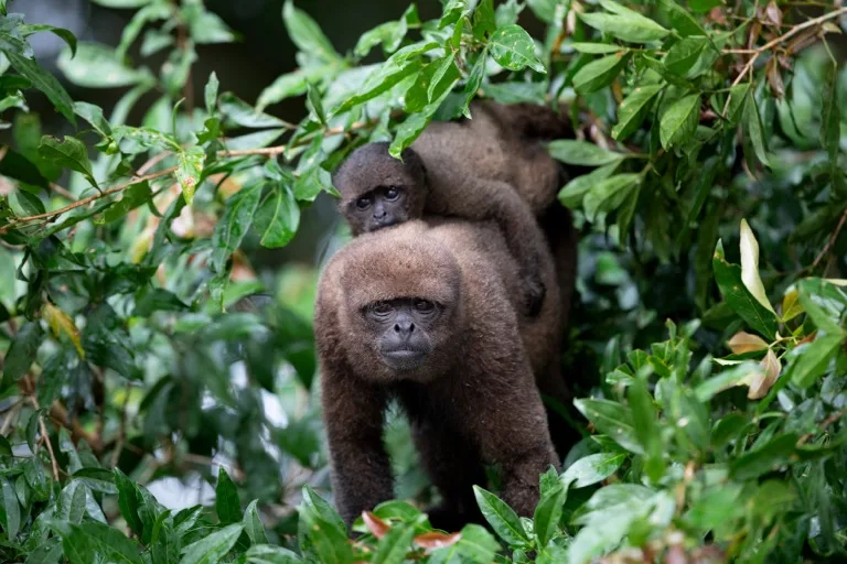 Yasuni National Park