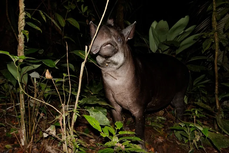 Yasuni National Park 3