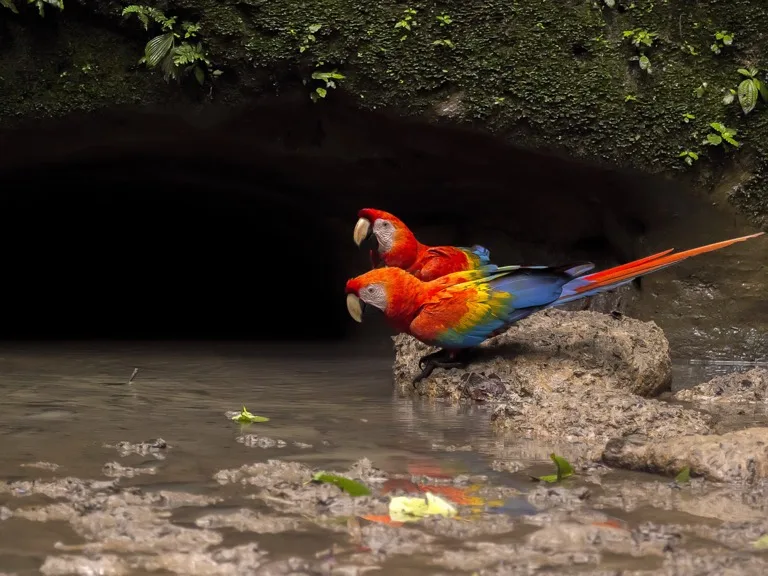Yasuni National Park 1