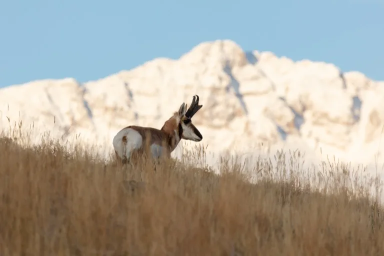 Yellowstone 2