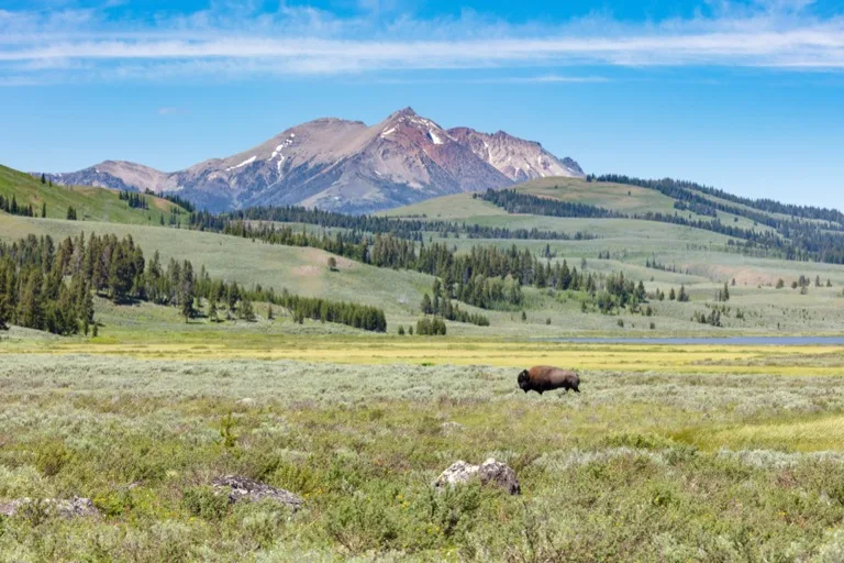 Yellowstone 4