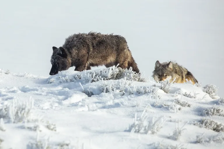 Yellowstone 6