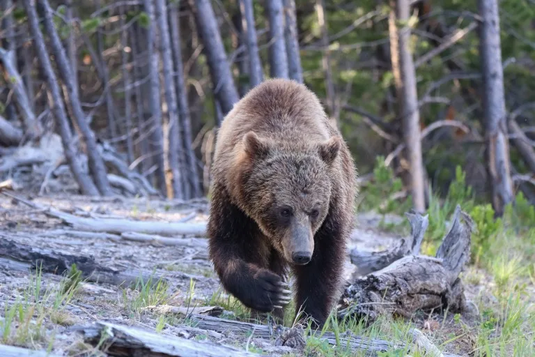 Yellowstone 7
