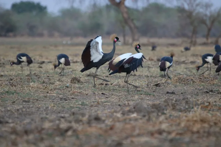 Zakouma National Park 2