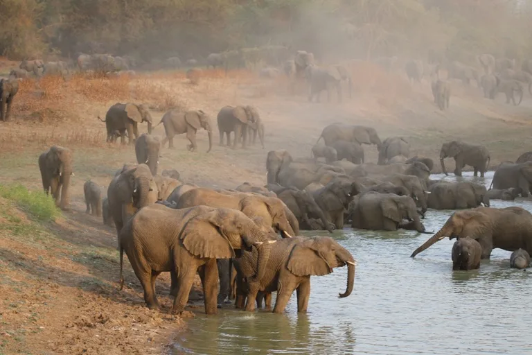 Zakouma National Park 3